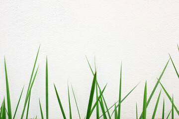 green grass isolated on white