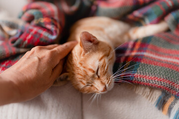 primer plano, gato atigrado de color marron disfruta de las caricias de su dueño 2