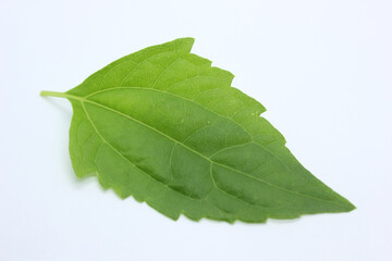 Obraz premium Green leaf. Isolated on a white.