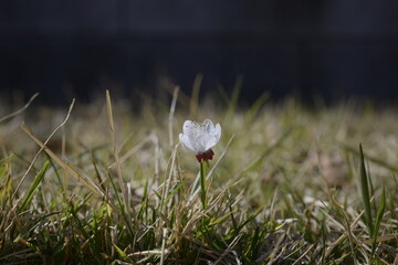 Seoul spring flowers 서울 봄꽃