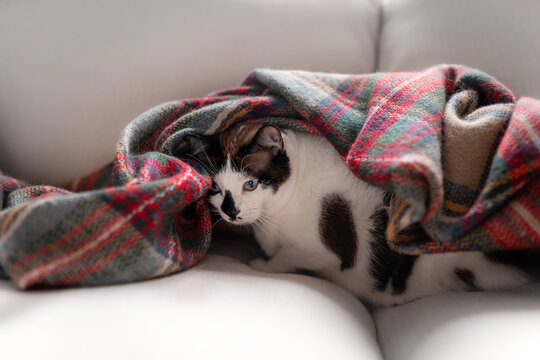 primer plano, gato blanco y negro con ojos azules se esconde bajo una manta de colores
