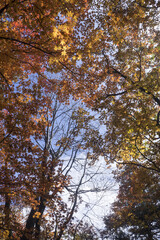 아름다운 가을 숲속 단풍