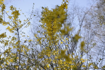 Seoul spring flowers 서울 봄꽃