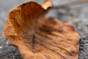 leaf in autumn