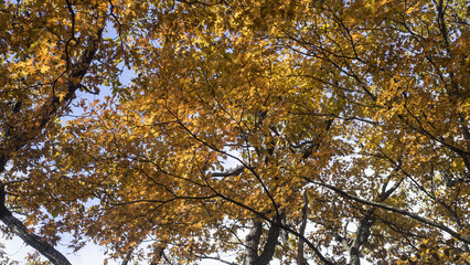 아름다운 가을 단풍