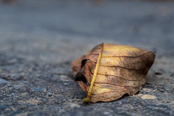 leaf in autumn