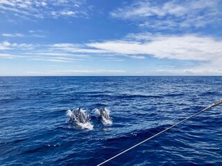Delfine im Meer vor Madeira © Lars