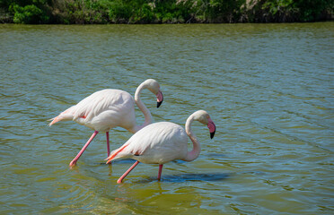 fenicotteri rosa camminano nella laguna in Provenza - Ornithological Park of Pont de Gau