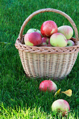Ripe apples in a basket. Harvesting. Ripe apples on a green grass.