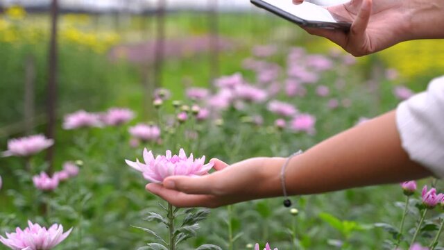 Close up of woman hands taking photos from her smartphone of blooming flowers in the garden, travel and  lifestyle concept