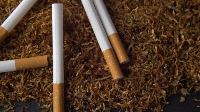 A pile of hand rolling Tobacco with cigarettes. Selective focus.Tobacco extreme close up, macro 4k footage.