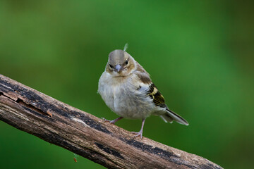 Common chaffinch ,,Fringilla coelebs,, in natural environment, danube forest, Slovakia, Europe