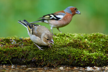 Common chaffinch ,,Fringilla coelebs,, in natural environment, danube forest, Slovakia, Europe