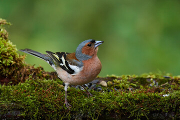 Common chaffinch ,,Fringilla coelebs,, in natural environment, danube forest, Slovakia, Europe