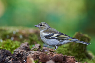 Common chaffinch ,,Fringilla coelebs,, in natural environment, danube forest, Slovakia, Europe