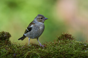 Common chaffinch ,,Fringilla coelebs,, in natural environment, danube forest, Slovakia, Europe