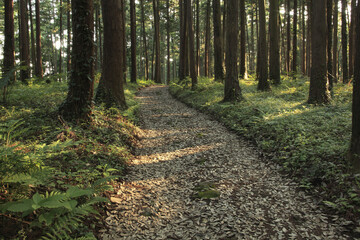 檜の並木と小道