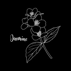 black and white branch flower jasmine outline isolated on background with word jasmine. Hand draw contour line and strokes branch flowers. Design element for greeting card and invitation