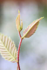 ケヤキの新芽