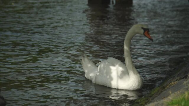 swan eating algae in a canal