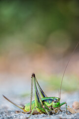 cricket