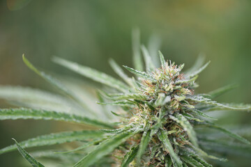 Macro detail of CBD plant flower in outdoor cultivation, natural background with copy space.