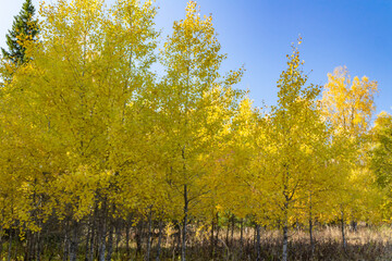 autumn trees in the forest