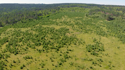 Birch grove and dense forests surround green meadows covering hills and fields © nikol85