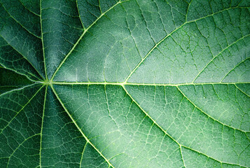 Green tropical leaf. Leaf of tree texture close up. Aabstract green nature background.
