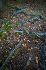 the roots of trees in the autumn forest
