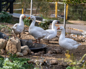 Naklejka na ściany i meble group of geese in the farm