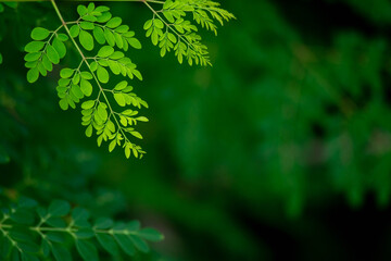 fresh moringa tree leaves background