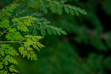 fresh moringa tree leaves background
