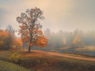 Beautiful autumn foggy landscape with red trees in a hill.