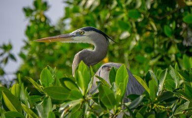 Heron at Rio Lagartos Natural Park, Yucatan, Mexico
