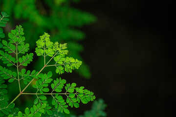 fresh moringa tree leaves background