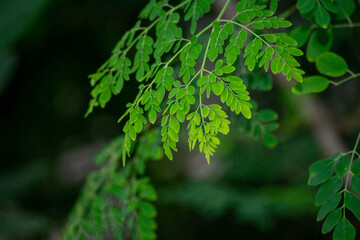 Fresh moringa tree leaves background