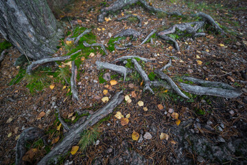 the roots of trees in the autumn forest