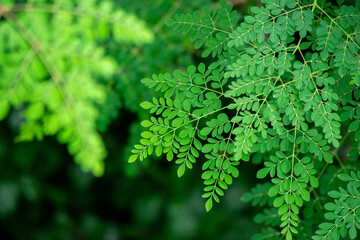 Fresh moringa tree leaves background