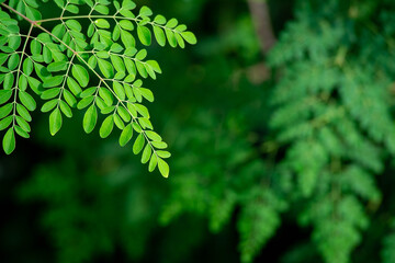 Fresh moringa tree leaves background