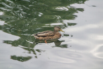 duck in the water