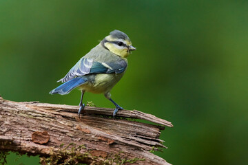 Eurasian blue tit in danube forest in summer season, Slovakia, Europe