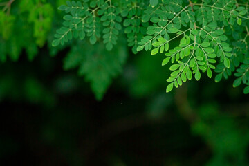 Fresh moringa leaves background