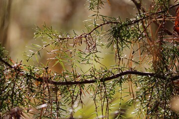 Branch of a juniper close-up in the sunlight against the background of yellow foliage of the autumn forest.The sun plays on the green needles of the juniper. Long dry pine needles hung from a juniper.