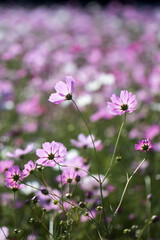 Beautiful cosmos flowers in the garden
