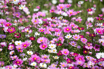 Beautiful cosmos flowers in the garden
