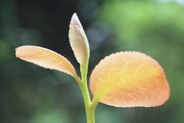 サザンカの新芽