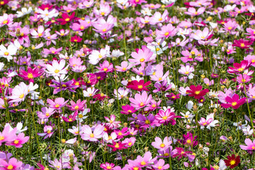 Beautiful cosmos flowers in the garden
