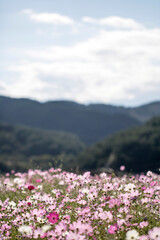 Obraz premium Beautiful cosmos flowers in the garden 