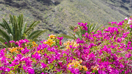 Obraz premium Paisaje con primer plano de flores rosadas y amarillas